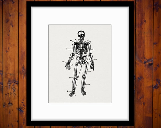 Skeleton Diagram Graphic Printable Image Anatomy Man Digital Download Vintage Clip Art Jpg Png Eps 18x18 HQ 300dpi No.120