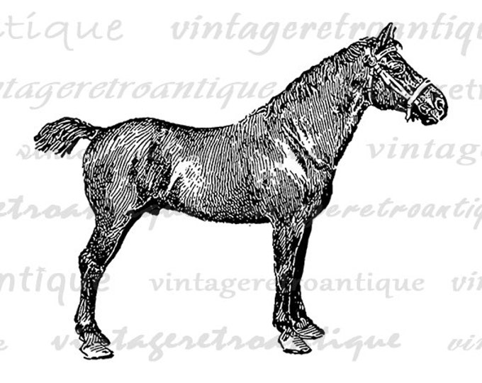 Printable Graphic Hackney Pony Mare Horse Digital Download Image Antique Clip Art Jpg Png Eps HQ 300dpi No.3558