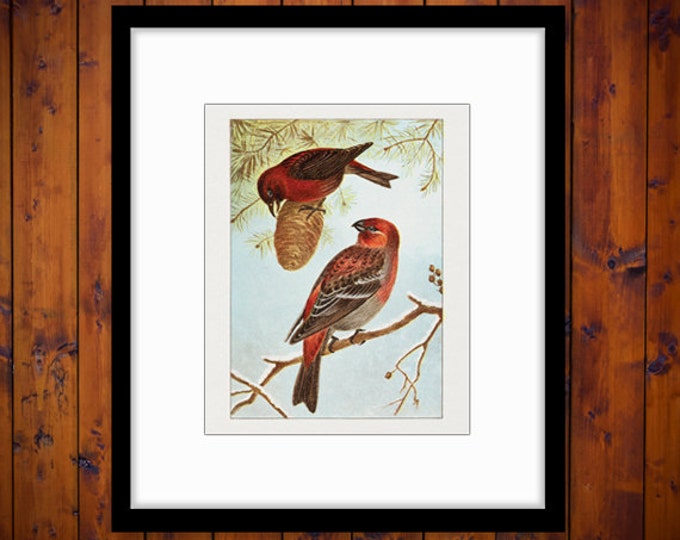 Printable Image Red Birds Graphic Color Illustration Digital Download Antique Clip Art for Transfers Printing etc HQ 300dpi No.879