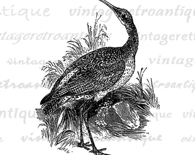 Printable Image Curlew Bird Download Graphic Illustrated Digital Antique Clip Art Jpg Png Eps HQ 300dpi No.3679