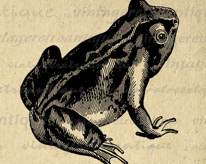 Printable Frog Image Graphic Download Frog Illustration Digital Artwork Vintage Clip Art for Transfers Printing etc HQ 300dpi No.2743