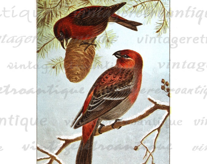 Printable Image Red Birds Graphic Color Illustration Digital Download Antique Clip Art for Transfers Printing etc HQ 300dpi No.879