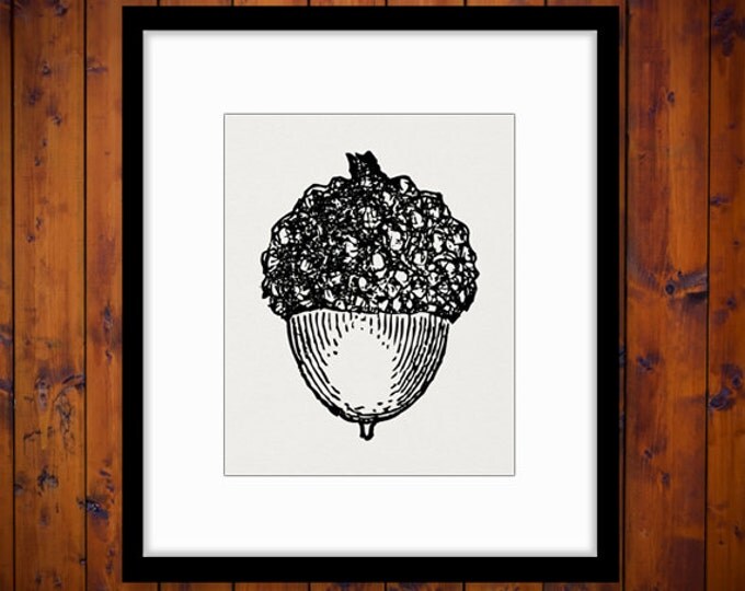 Digital Acorn Graphic Printable Acorn Image Download Artwork Antique Clip Art for Transfers Printing etc HQ 300dpi No.4656