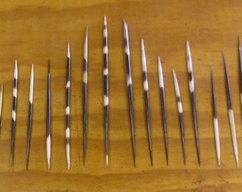 20 African Porcupine Quills
