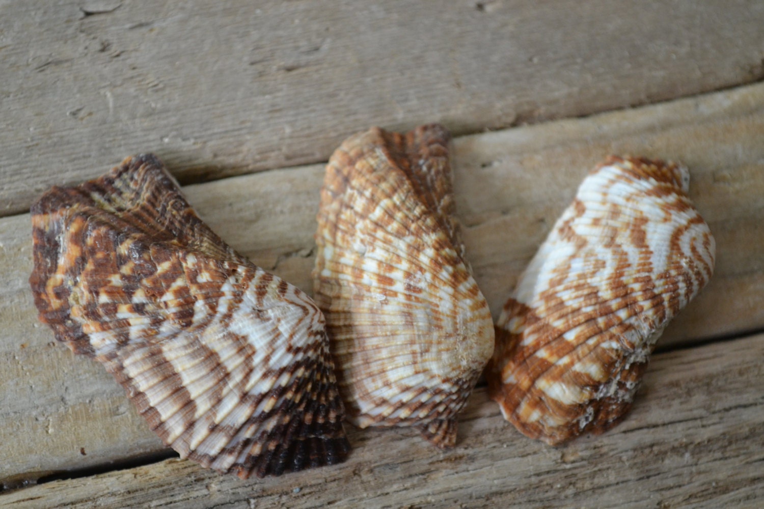 Turkey Wing Shells Turkey Wing Ark Shell Arca Zebra Shell