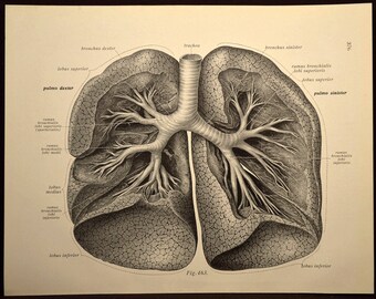 Lung diagram | Etsy