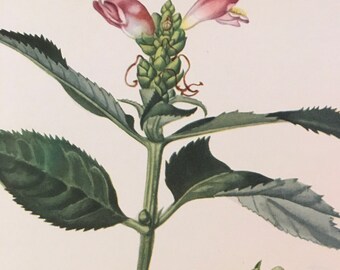 Southern Turtlehead, Chelone obliqua and Turtlehead, Chelone glabra, Vintage illustration flower print wildflower 1950s