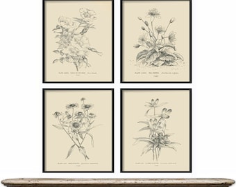 Botanical Print Set of 4 - Botanical Vintage Prints, Antique Botanical Print Set, Vintage Botanical Prints - Rustic Decor - Home Decor Art