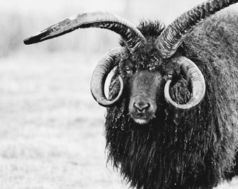 Sheep Art, Black and White Photography Print, Sheep Photography, Ram Horns, Large Wall Art, Modern Art Print, Black and White Animal Print
