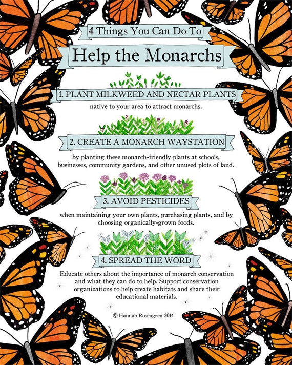 16x20 Four Things You Can Do To Help The Monarchs