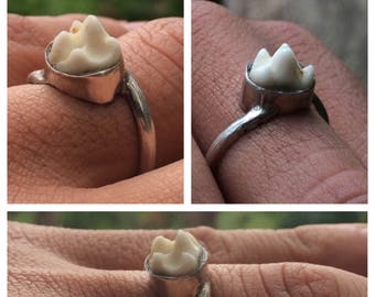 Real Raccoon Molar Tooth Ring Sterling Silver Size 8