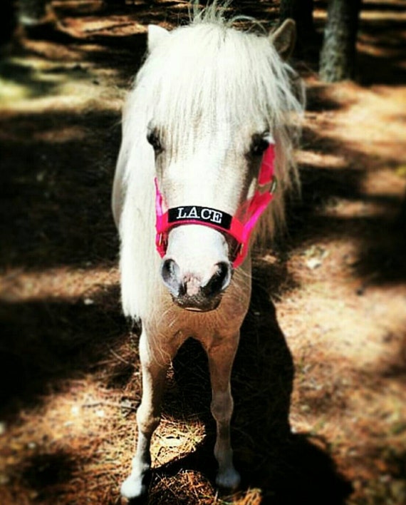 Custom Horse Halter Personalized Embroidered Name on Nose
