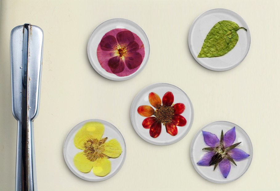 Pressed Flowers vintage pressed restored daisy