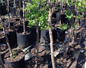 1 Live jujube chinese dates fruit plant- at bearing fruit stage - tao tau - 18 To 27 Inches tall -m162