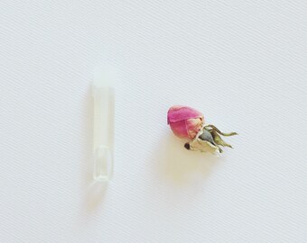 Natural Perfume Sample-Jojoba Oil- Coconut Oil-Fragrance-Vial-vegan perfume- natural perfume