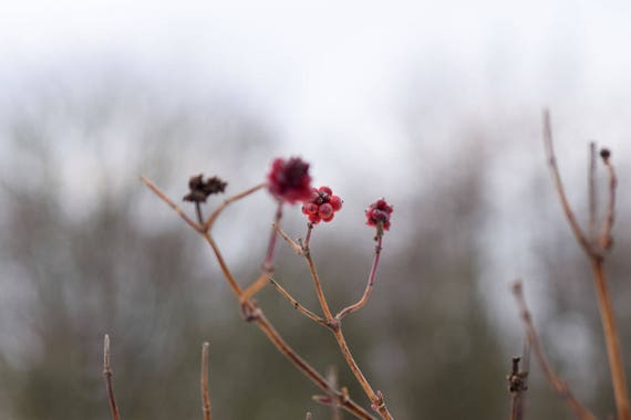 Nature Photography, Winter Berries, Snow, Ice, Winter Photography, Winter Wall Art, Wall Decor, winter print, fruit wall art, Home decor