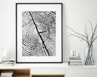 Tree Ring, Tree Ring Prints, Black and White Prints, Nature Prints, Best Selling, Forest Photo, Photos of Forest, Trees Print, Print, 165