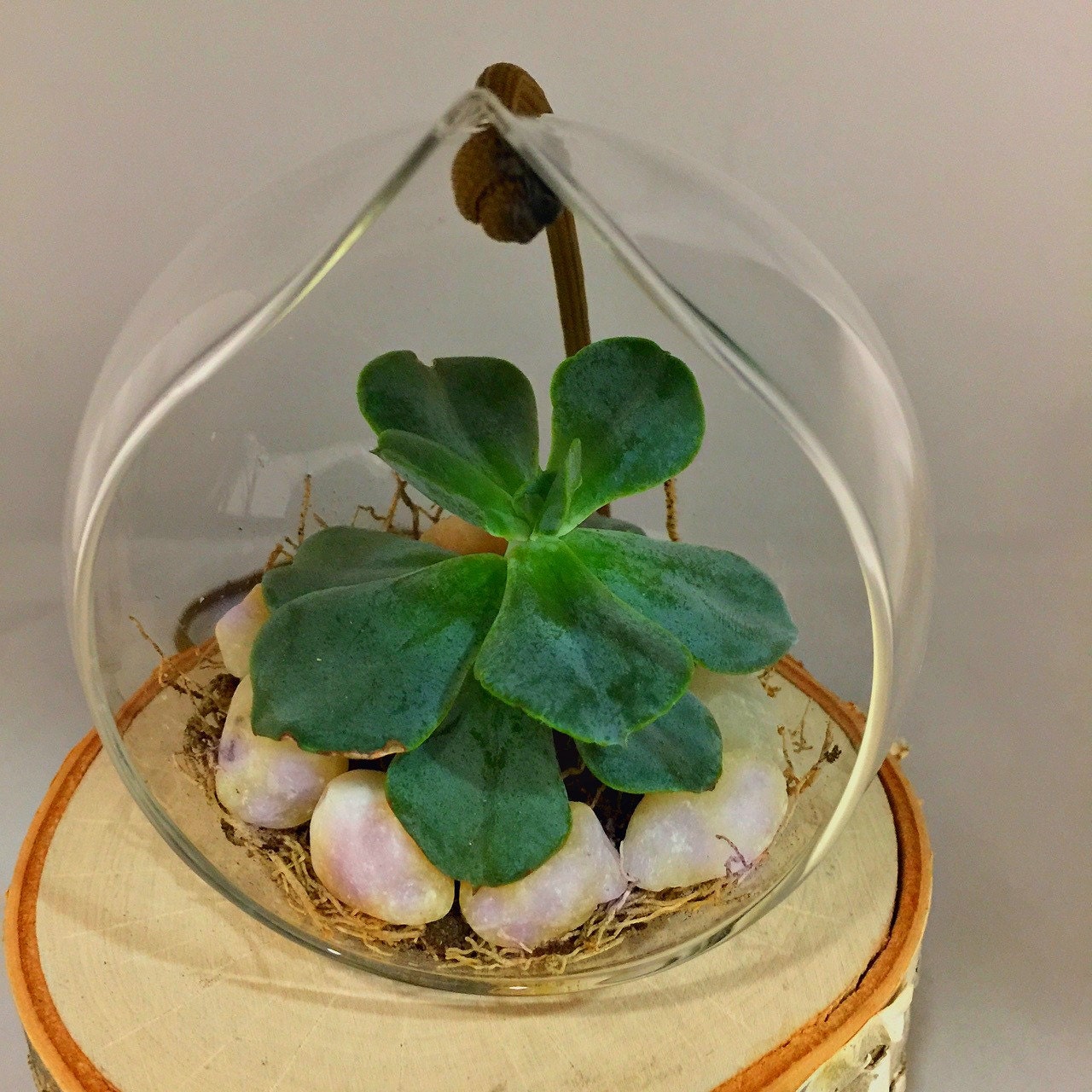 Succulents Planter Clear Glass Terrarium Tabletop Or Hanging, A Perfect