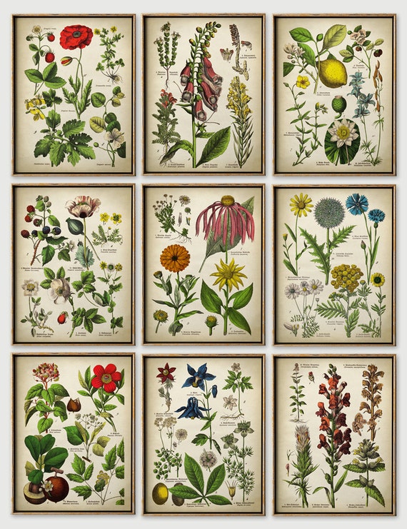 BOTANICAL print SET of 9 art prints Botanical Set botanical