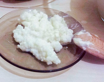Caucasus genuine raw goat milk Kefir grains