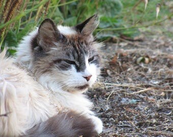 Cat Photo item #4027
