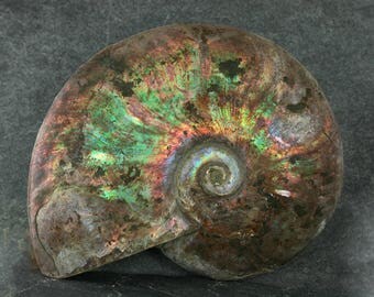 Fossil Ammonite Specimen, Large Natural Fossilized Ammonite, Large Collector Specimen, Rockhound Specimen, Unpolished Extinct Display Fossil