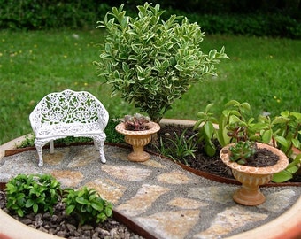 Miniature Garden Tree or Fairy Garden Tree, Indoor or Outdoor, Baby Boxwood, Easy Maintenance, Bonsai Start, Pre-Bonsai, Drought Tolerant