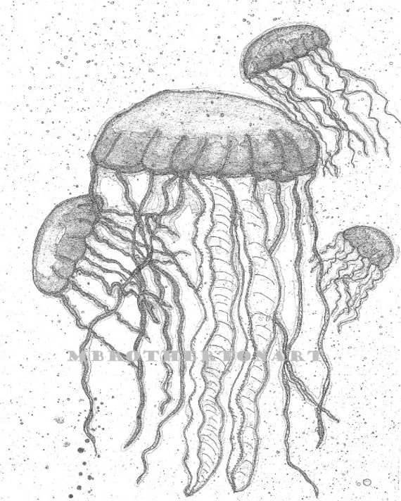 Items similar to Jelly Fish Childs or Adult Coloring Page JPeg, 8.5 x