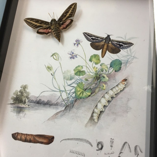 Real Framed Butterflies and Insect Art Displays by BugUnderGlass