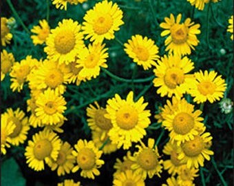 Chamomile Golden Marguerite SEED-Organic Heirloom Non-GMO Herb Seed