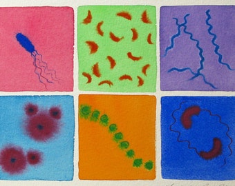Microbial Spectrum - original watercolor painting of bacteria