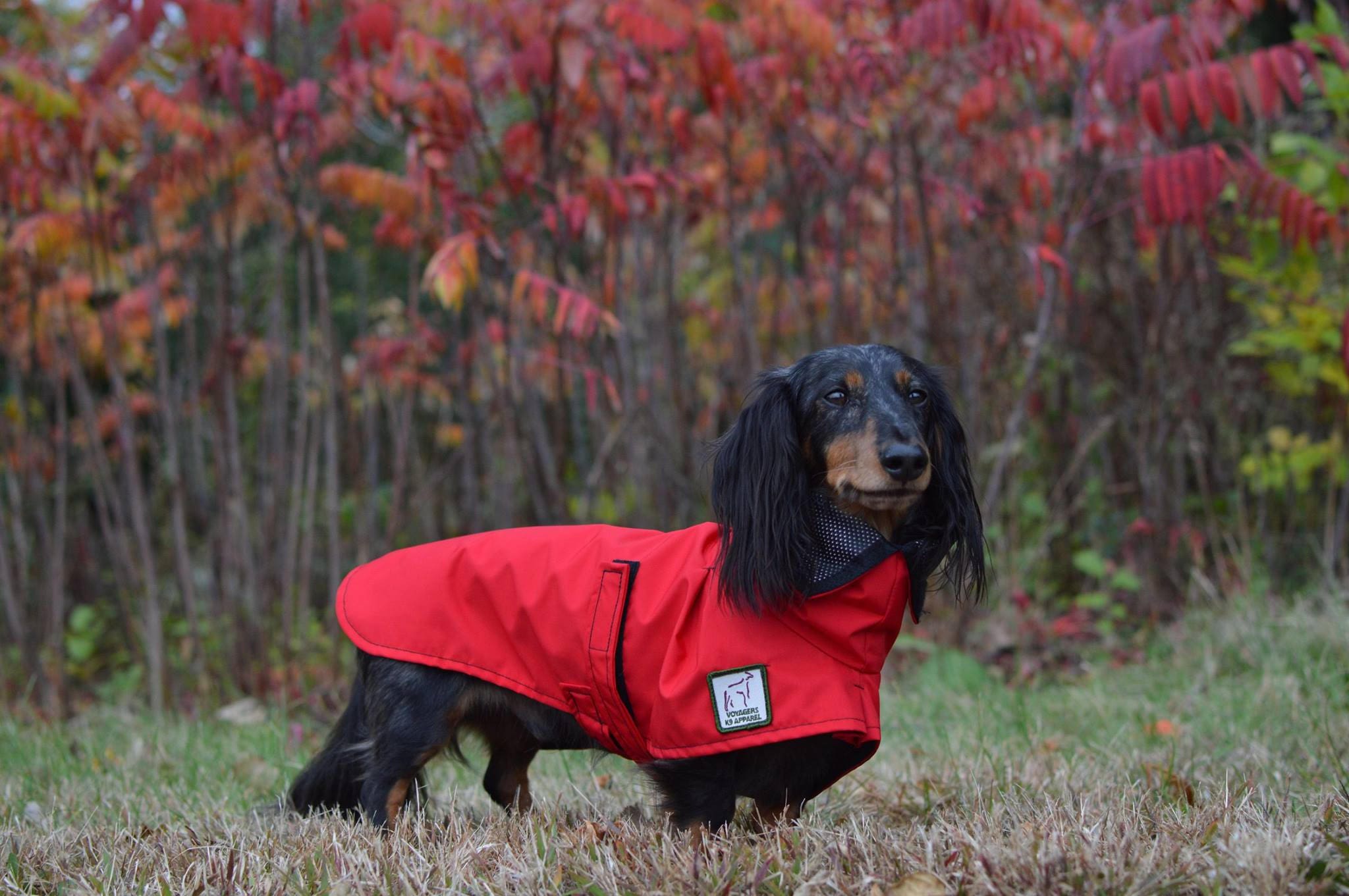 MINIATURE DACHSHUND Dog Rain Coat Raincoat Rain Slicker