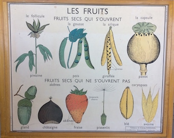 Stunning Original Vintage French School double-sided poster of fruits and seeds