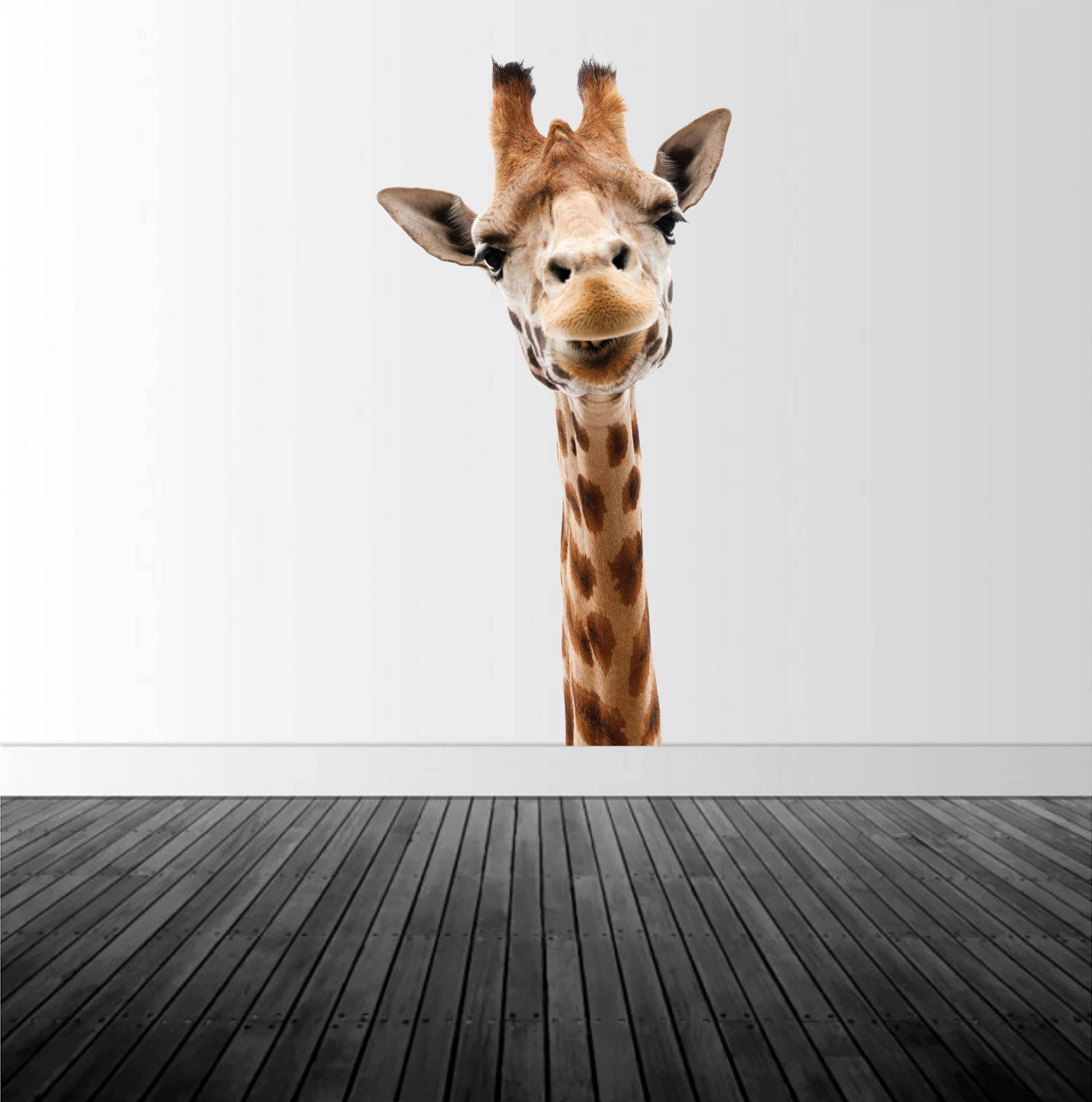 Giraffe Wall Decal, Zoo Animal Decal, Giraffe Photography, Vinyl Wall