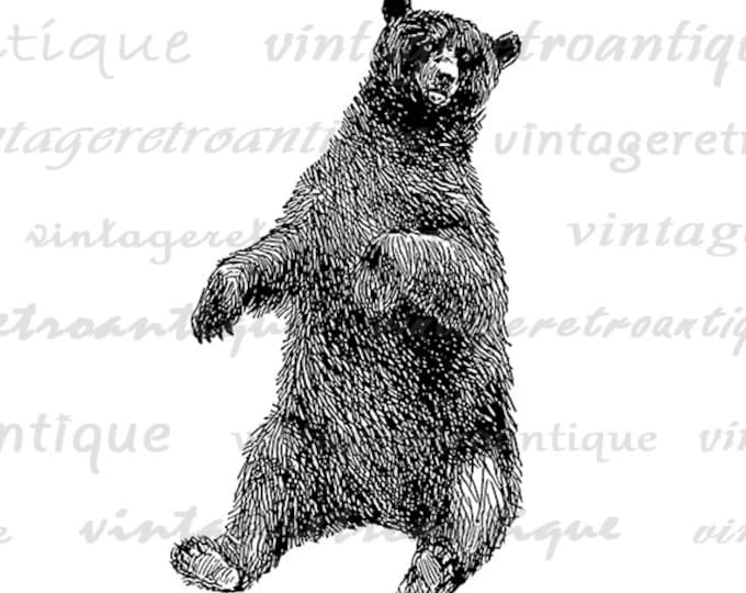 Printable Bear Art Graphic Bear Digital Image Download Forest Nature Animal Antique Clipart Vintage Clip Art Jpg Png Eps HQ 300dpi No.456