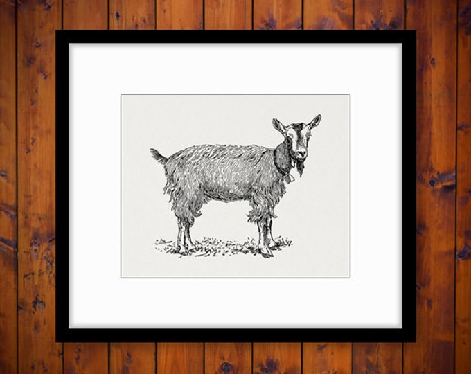 Cute Goat with Bell Graphic Goat Digital Image Printable Farm Animal Image Illustration Download Artwork Antique Clip Art HQ 300dpi No.3166