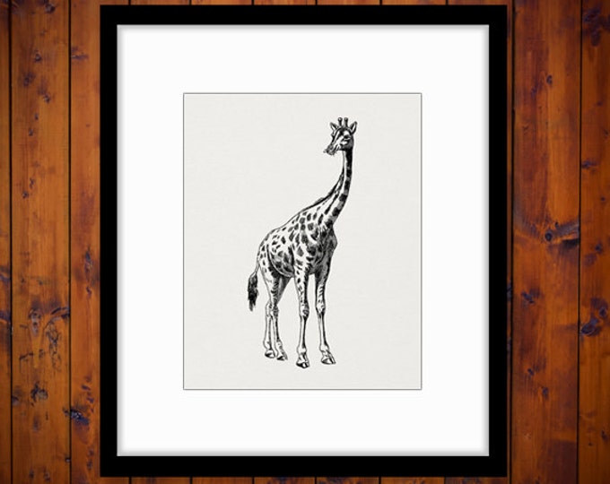 Digital Printable Giraffe Graphic Download Animal Artwork Illustration Image Zoo Animal Cute Antique Clip Art Jpg Png Eps HQ 300dpi No.2584