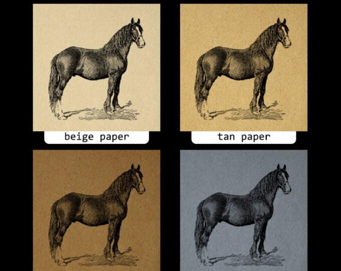 Printable Digital Shire Colt Horse Graphic Animal Image Download Antique Clip Art Jpg Png Eps HQ 300dpi No.3531