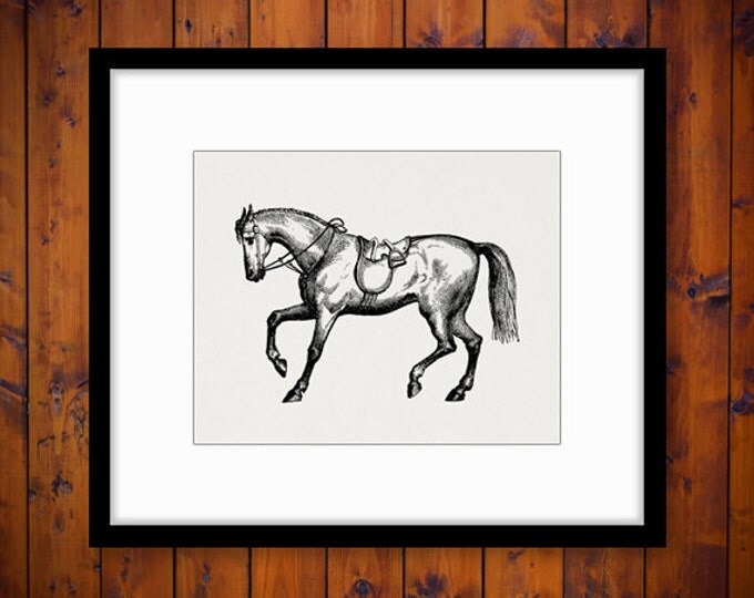 Horse with Saddle Printable Image Graphic Download Digital Artwork Vintage Clip Art Jpg Png Eps HQ 300dpi No.2352