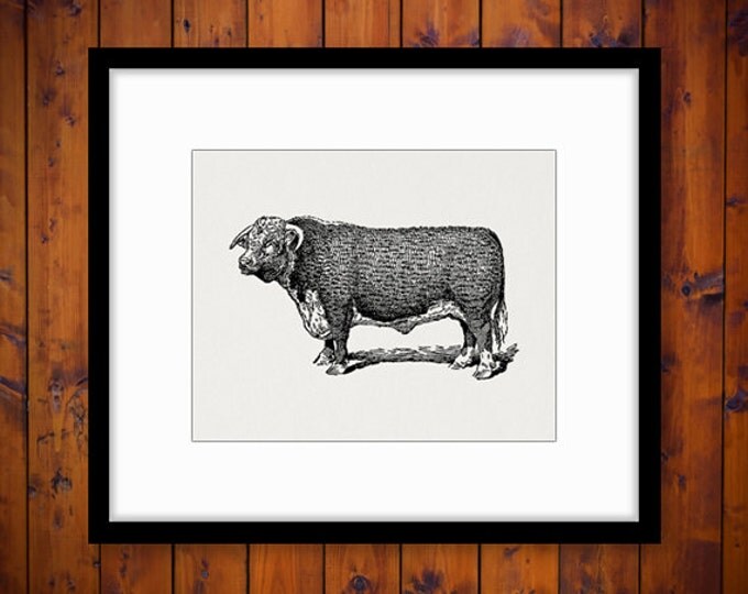 Hereford Bull Cow Printable Graphic Image Farm Animal Download Illustration Digital Artwork Antique Clip Art Jpg Png HQ 300dpi No.3061