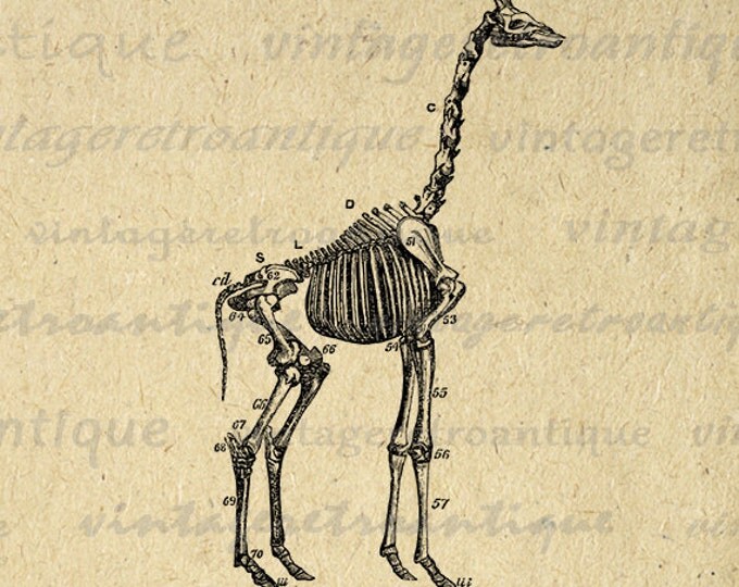 Giraffe Skeleton Image Printable Graphic Digital Download Illustration Vintage Clip Art Jpg Png Eps HQ 300dpi No.2271