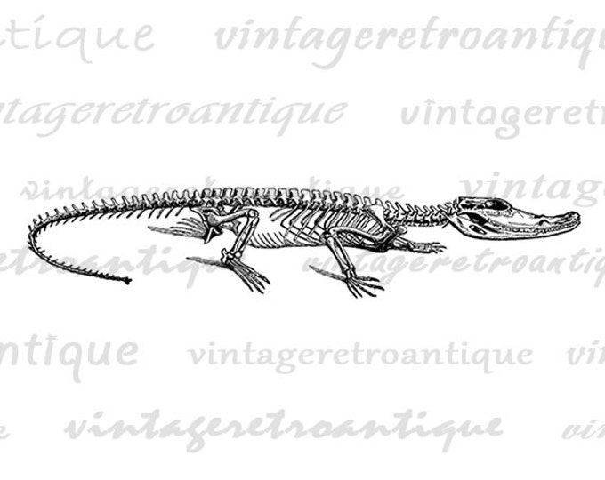 Alligator Skeleton Digital Graphic Download Image Printable Artwork HQ 300dpi No.2724