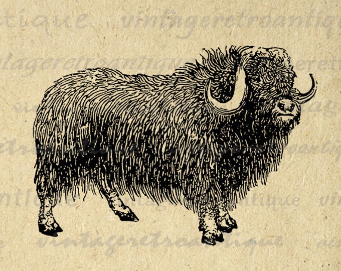 Printable Musk Ox Digital Graphic Animal Image Download Illustration Vintage Clip Art Jpg Png Eps HQ 300dpi No.4055