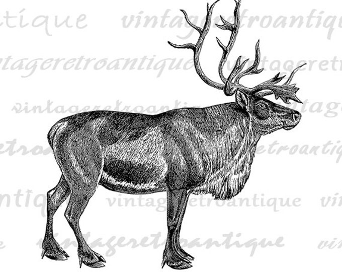 Reindeer Deer Printable Graphic Image Download Digital Illustration Antique Clip Art Jpg Png Eps HQ 300dpi No.2172