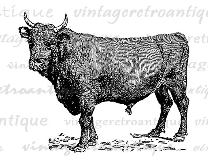 Printable Graphic French Canadian Bull Download Cow Digital Illustration Image Vintage Clip Art Jpg Png Eps HQ 300dpi No.3139