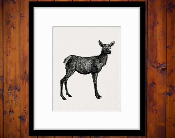 Digital Graphic Baby Elk Deer Download Image Printable Artwork Vintage Clip Art Jpg Png Eps HQ 300dpi No.2121