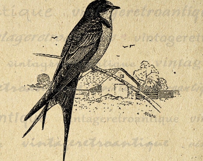 Swallow Bird Digital Printable Graphic Antique Illustration Download Image Jpg Png Eps HQ 300dpi No.1027