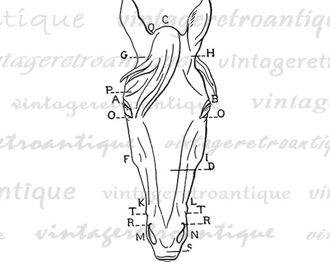 Horse Head Diagram Printable Graphic Image Digital Download Vintage Clip Art Jpg Png Eps HQ 300dpi No.1891