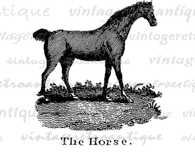 Printable Graphic Horse Antique Illustration Image Digital Download Vintage Clip Art for Transfers Printing etc HQ 300dpi No.853