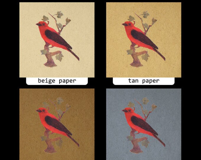 Printable Scarlet Tanager Bird Digital Image Red Bird Download Graphic Vintage Clip Art HQ 300dpi No.1021